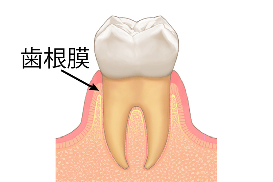 歯の移植・再植 これから始めるために 歯の移植・再植 これから始めるために | 下地勲, 下地 勲 |本